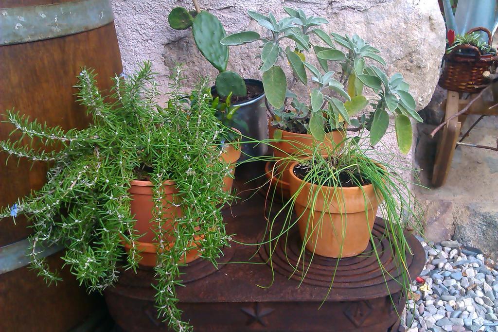 B&B Villa Ca'Praja Daone Εξωτερικό φωτογραφία
